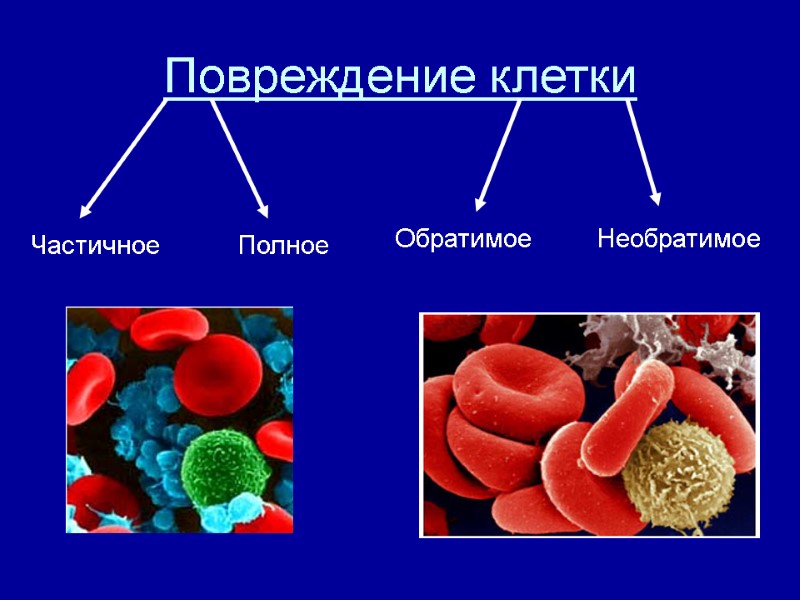 Повреждение клетки Частичное Полное Обратимое Необратимое